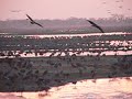 Sandhills on Roost
