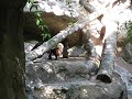 Bear feeding at San Diego Zoo