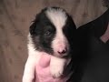 Border Collie Puppies 3 Weeks Old DarnFar