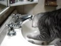 Mambo y el agua 2