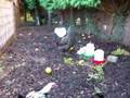 Araucana Chicks 18 Days Old