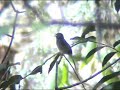 Slate-colored Solitaire