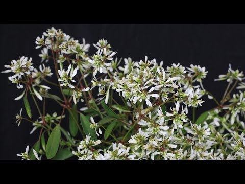 how to fertilize euphorbia
