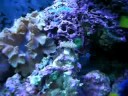 My reef tank.  Regal tang, purple tang, sailfin tange, black saddle clown pair, blue throat trigger, Hawaiian Hawkfish, and Tusk.