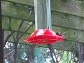 stonefield Farm Hummingbird