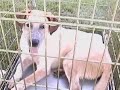 Visalia, Tulare County Animal Shelter, Video of dogs