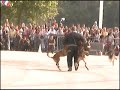 Seb VS 3 chiens