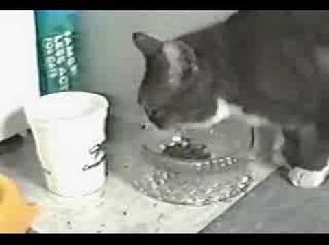 'Thank You, Whiskers' by Comedian Mike Lukas