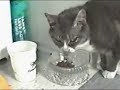 'Thank You, Whiskers' by Comedian Mike Lukas