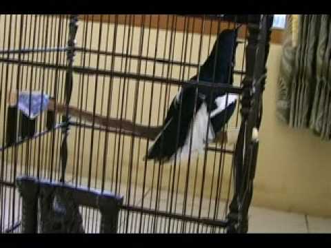 burung kacer