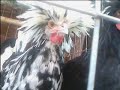 gallos de goty 2
