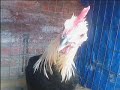 gallos de goty 2