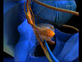 atteindre la prostate