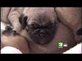 family-raises-litter-of-ten-pugs.html