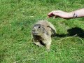 A LA RENCONTRE DES MARMOTTES A LA RENCONTRE DES MARMOTTES