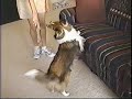 Sheltie performs amazing tricks