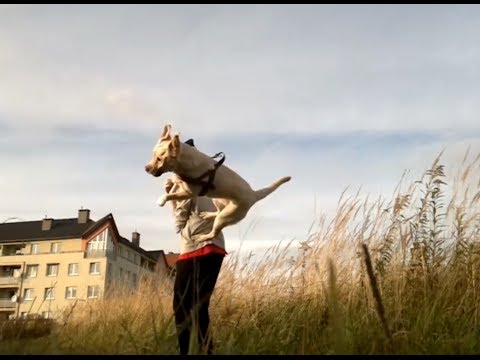 trailer… Labrador retriever tricks, frisbee, obedience and more!