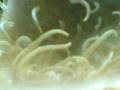 videos de Clarkii with Long Tentacle Anemone Clark Clown Fish and LTA