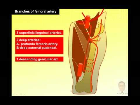 how to locate femoral artery