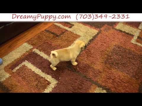 Stunning Male Puggle Puppy