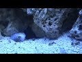Goby eating my chromis?????