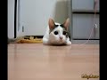 Прикольные коты и кошки