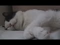 Boring Cat Boring Cat