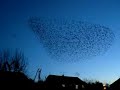 Starlings flocking before roosting Starlings flocking before roosting