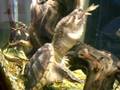 Snapping Turtle eats a Frog
