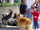 MARDI GRAS BATON ROUGE DOG PARADE