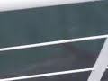 Dolphins swimming at Kaikoura