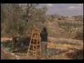 Holy Land 2006 - West Bank - Olive Season