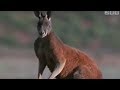 Kangaroo survival in Australia - BBC wildlife