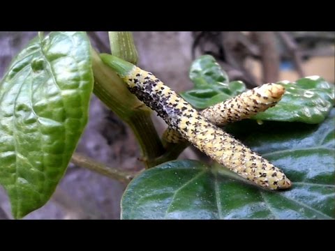 how to cure orchitis