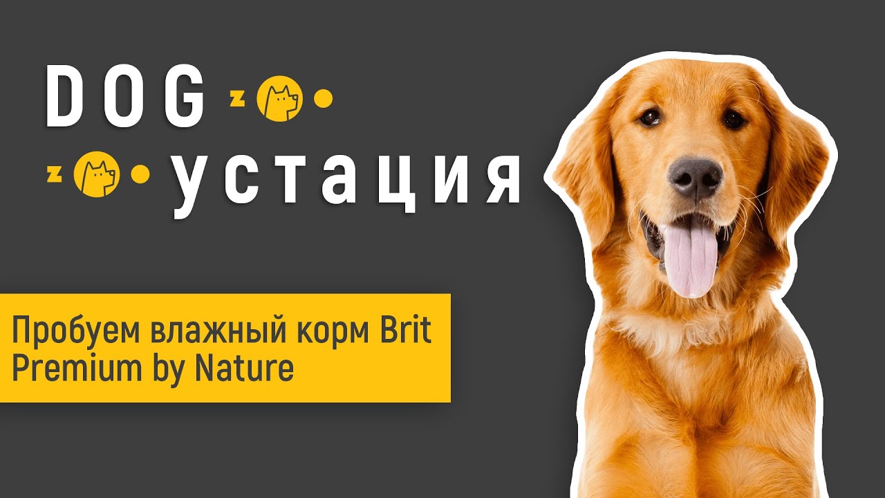 Какой влажный корм Brit Premium By Nature для собак вкуснее! Пробует собака.