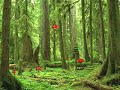 The Mushroom Song The Mushroom Song
