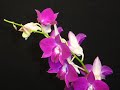 Time Lapse Blooming of an Orchid