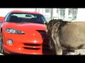 Lion Vs Viper Lion Vs Viper