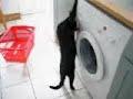 cat attacks washing machine