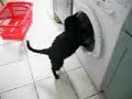 cat attacks washing machine