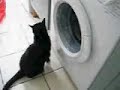 cat attacks washing machine