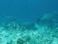 Bump Head Parrot Fish