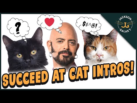 How To Introduce Your Cat to a New KITTEN!