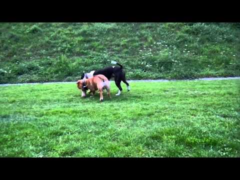 pit bull mexicano