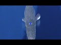 Sonic Unleashed - Holoska Trailer From SEGA Sonic Unleashed - Holoska Trailer From SEGA