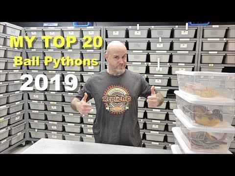YouTube reptile video