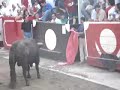 Largada de Toiros na Moita do Ribatejo