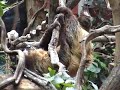 London Zoo