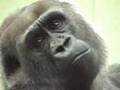 London Zoo
