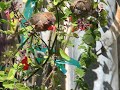 House Finches feed sing in San Francisco